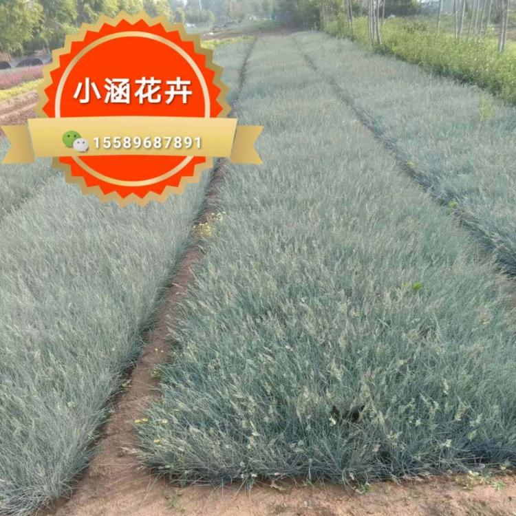 蓝羊茅  小涵花卉  蓝羊茅价格  青州花卉