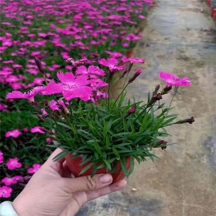 欧石竹种植基地盛航花卉