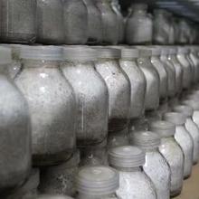 黑皮鸡枞菌栽培种定制 高品质菌种基地直供