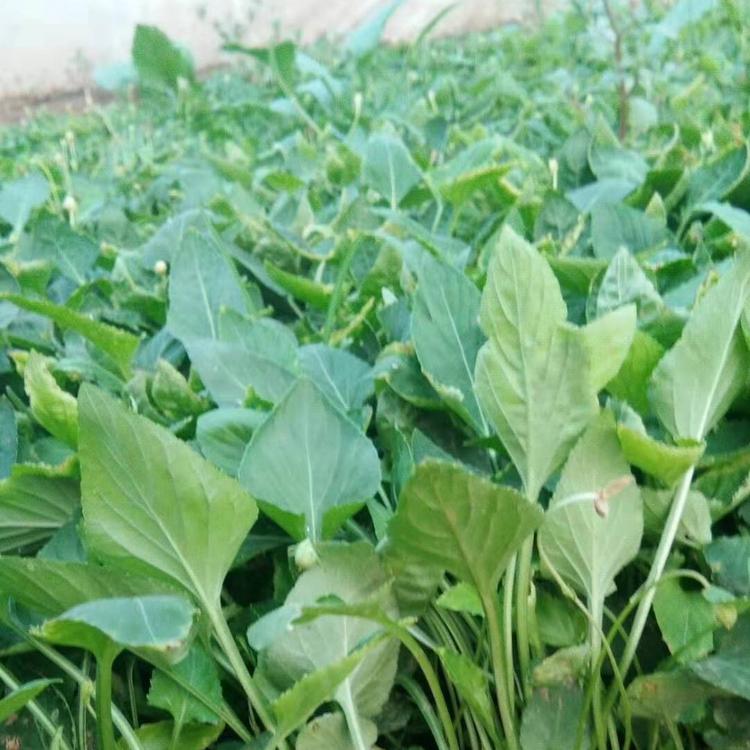 露天紫花地丁出售 好货看这里 紫花地丁价格