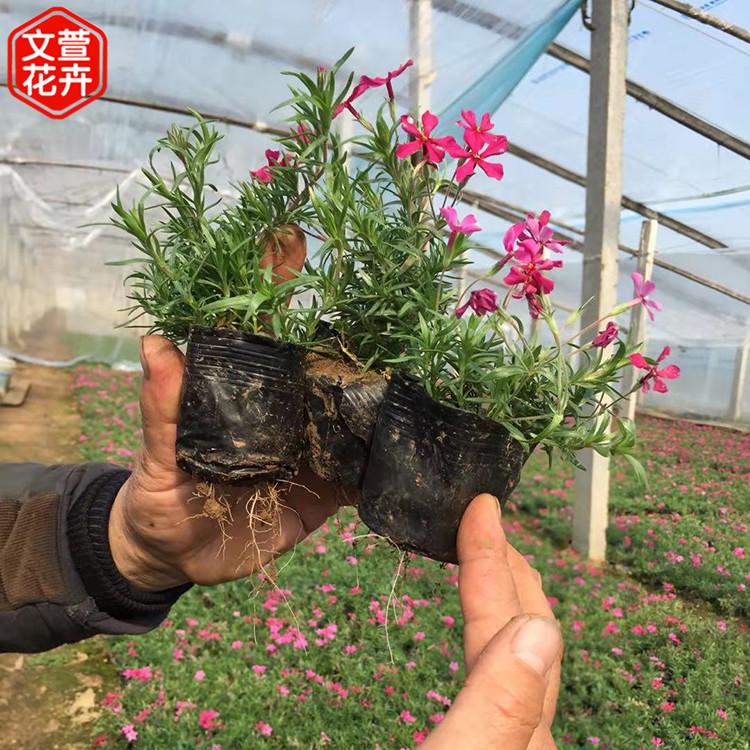 文萱花卉销售芝樱花海小苗 山东芝樱花海小苗 芝樱供应商