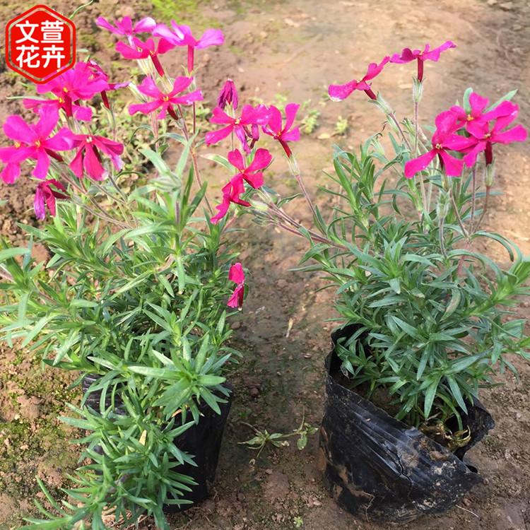 青州芝樱种苗 基地批发 芝樱种苗 芝樱供应商