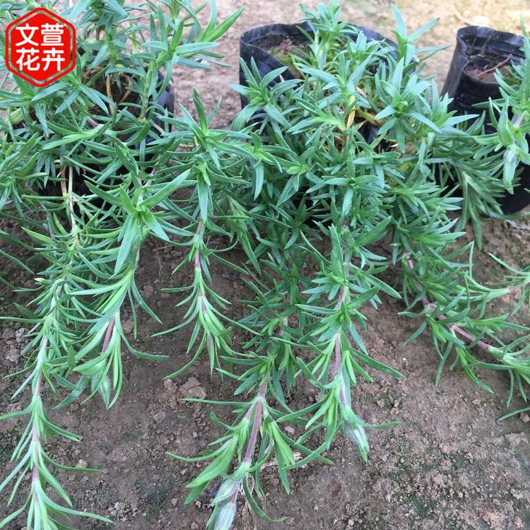量大从优芝樱花海工程用苗 山东芝樱花海工程用苗 丛生福禄考价格