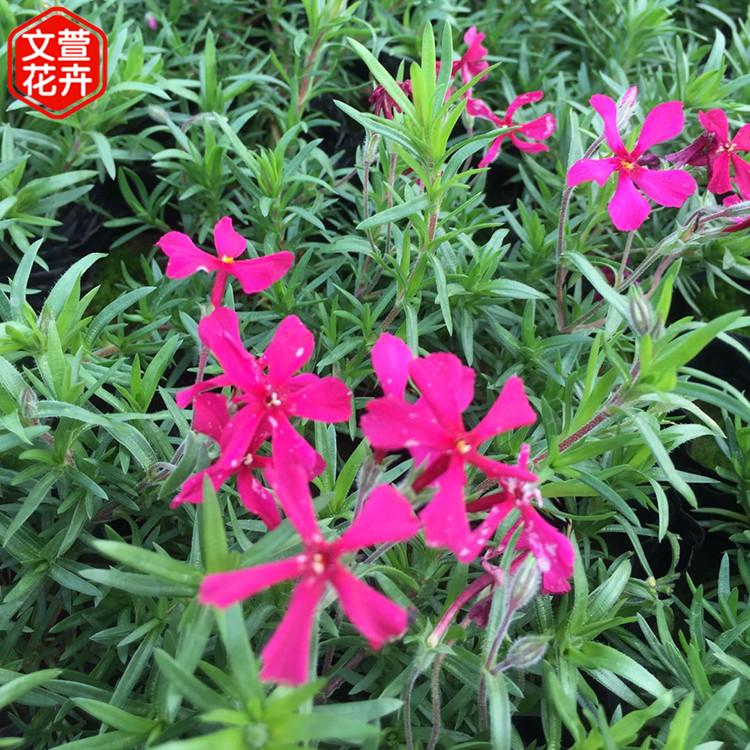青州丛生福禄考小苗 基地大量供应 丛生福禄考小苗 芝樱行情