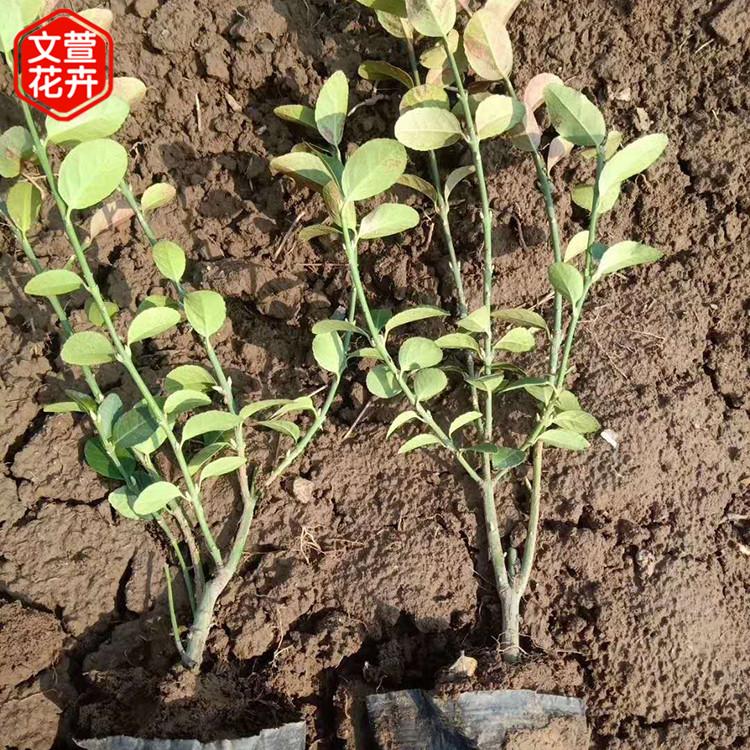 绿化工程用苗 大叶扶芳藤报价 苗圃批发 大叶扶芳藤苗