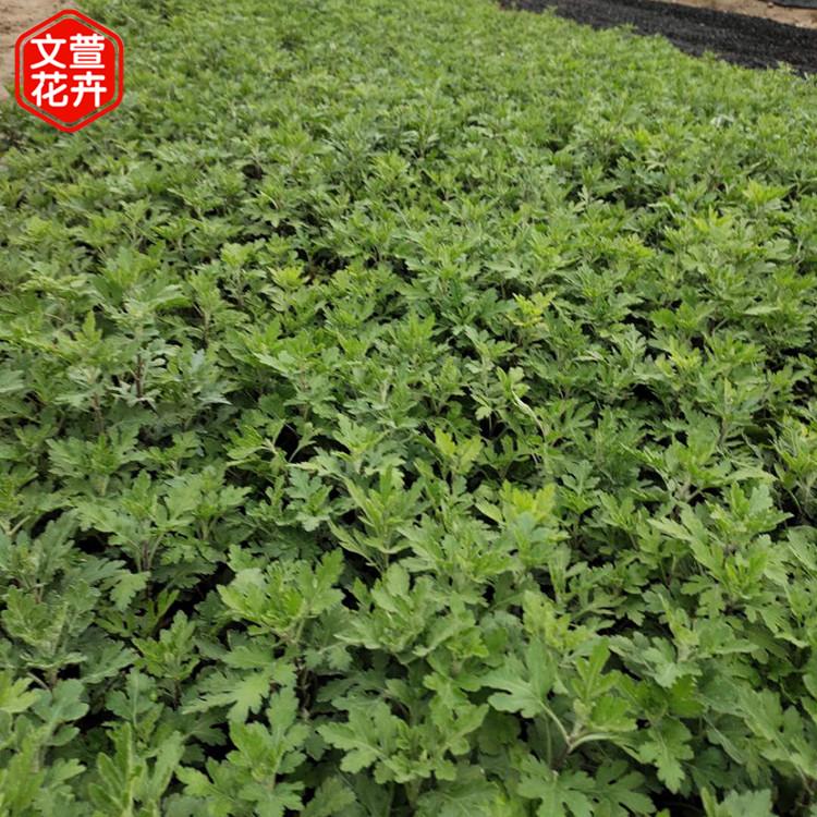 产地供应 地被菊杯苗 地被菊批发
