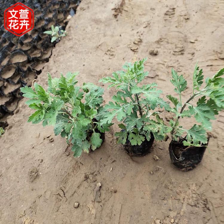 地被菊 青州草花 产地供应 地被菊价格