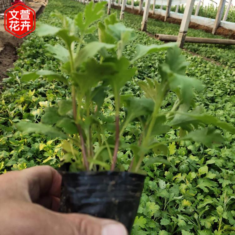 产地供应 地被菊 地被菊行情