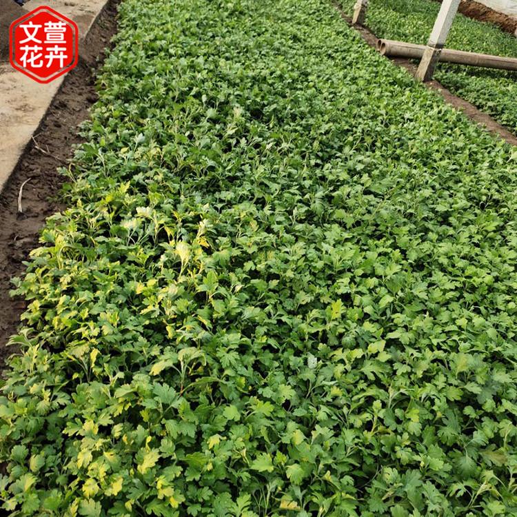地被菊杯苗 一二年宿根花卉 量大优惠 地被菊基地