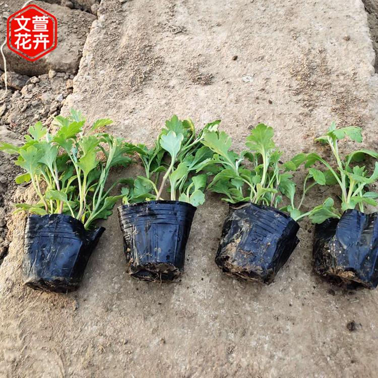 地被菊 山东草花 基地供销 地被菊基地