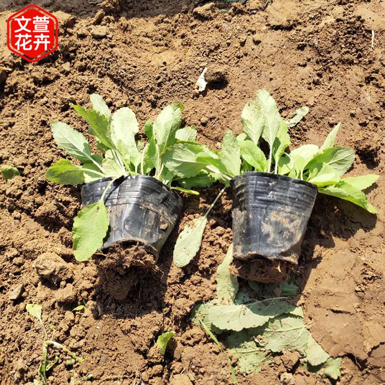 地被鼠尾草价格 自产自销 山东地被鼠尾草苗