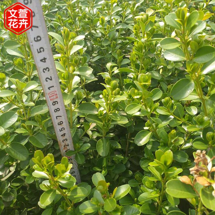 地栽黄杨 地栽黄杨供货商