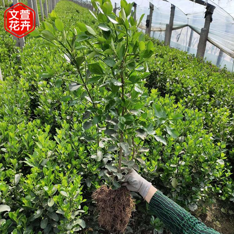 批发基地 冬青 冬青小苗大量供应 文萱花卉