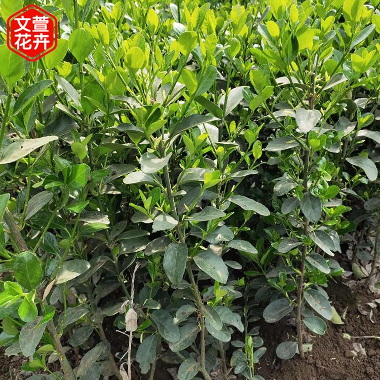 山东冬青绿化苗 采购基地 冬青价格