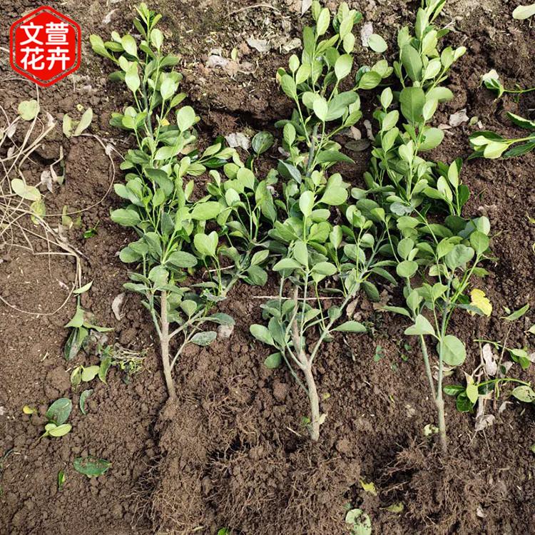好苗售卖地 冬青绿化苗 山东冬青价格