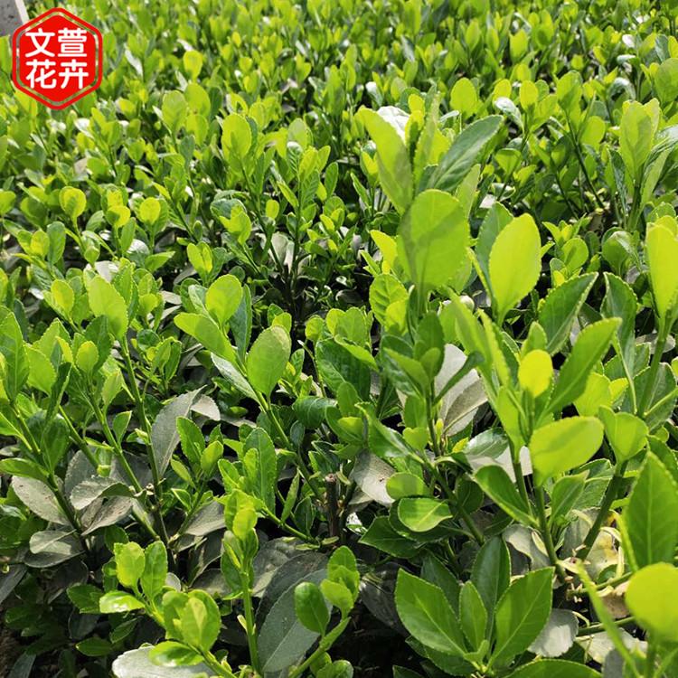 冬青价格 采购基地 青州冬青绿化苗
