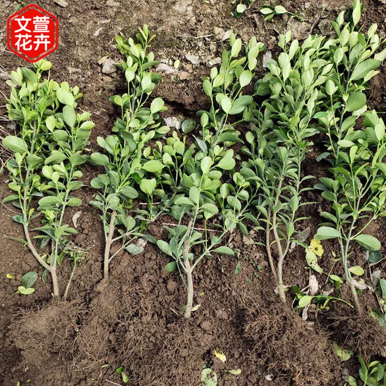 冬青卫矛 批发基地 山东冬青价格