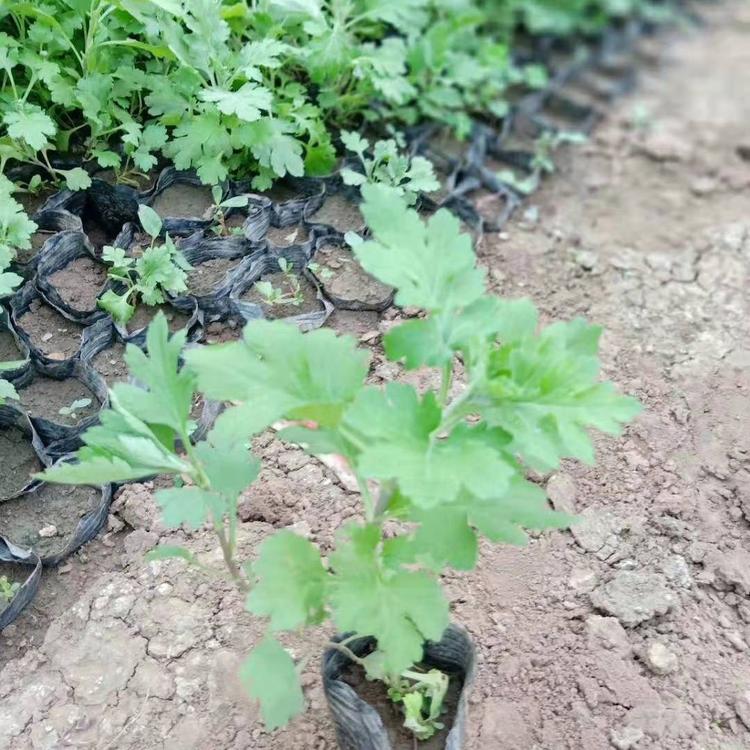 地被菊杯苗 山东宿根草花 地被菊供货商 万诺