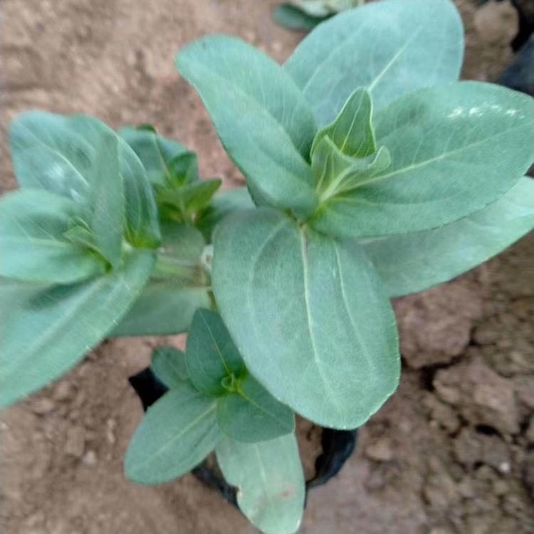 出售百日草 百日草报价 价格实惠