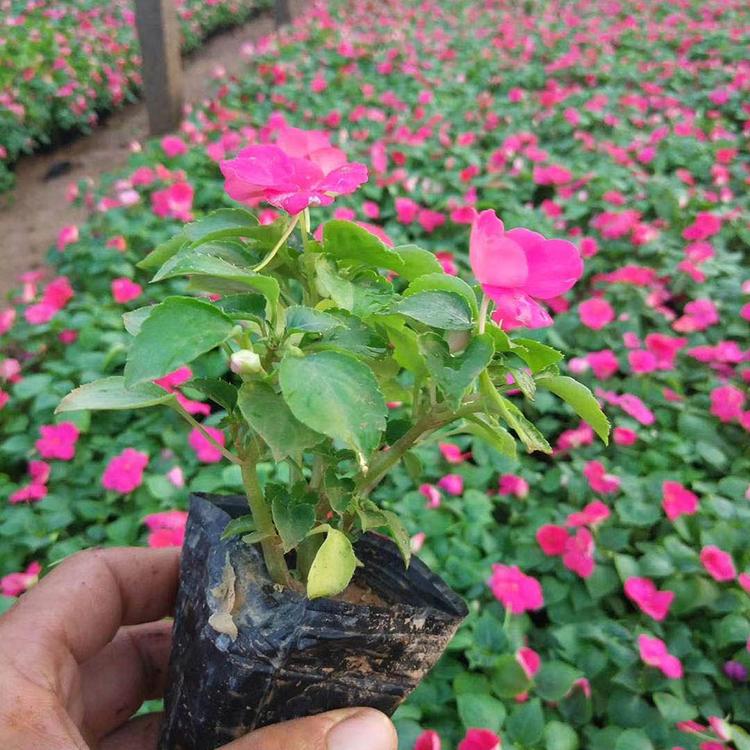 常年供应非洲凤仙 非洲凤仙供货商 欢迎选购