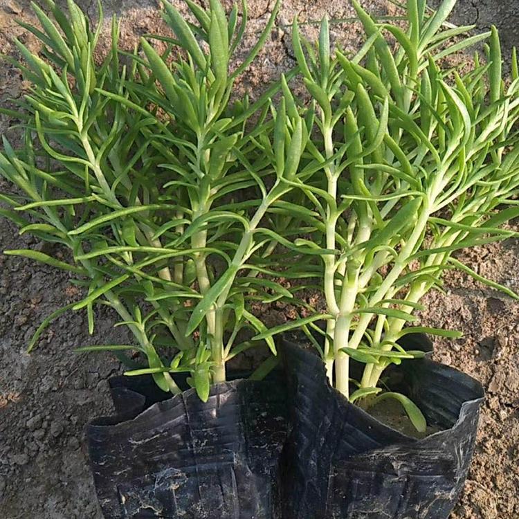 基地批发佛甲草 佛甲草供货商 量大从优