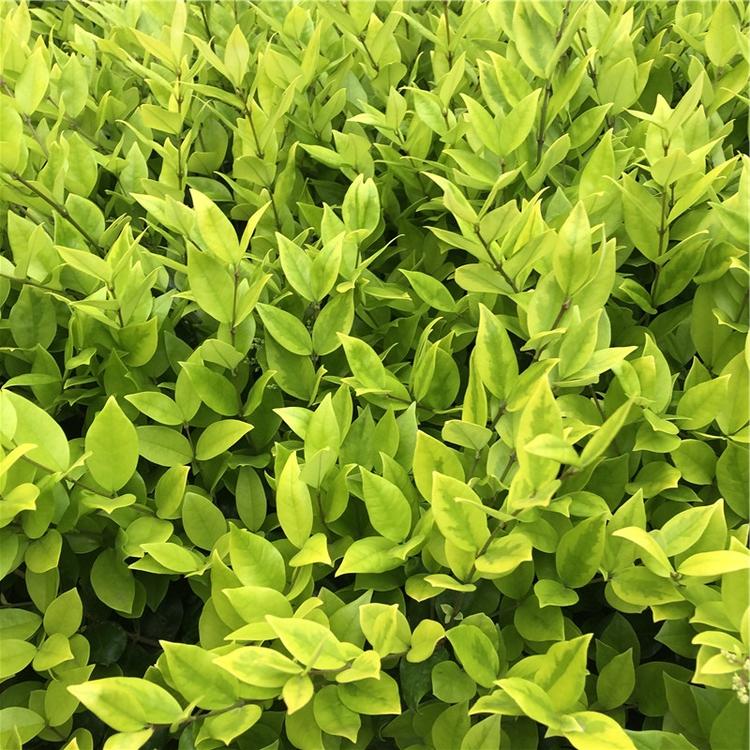 金森女贞 金森女贞基地 山东绿化苗木 绿化苗木
