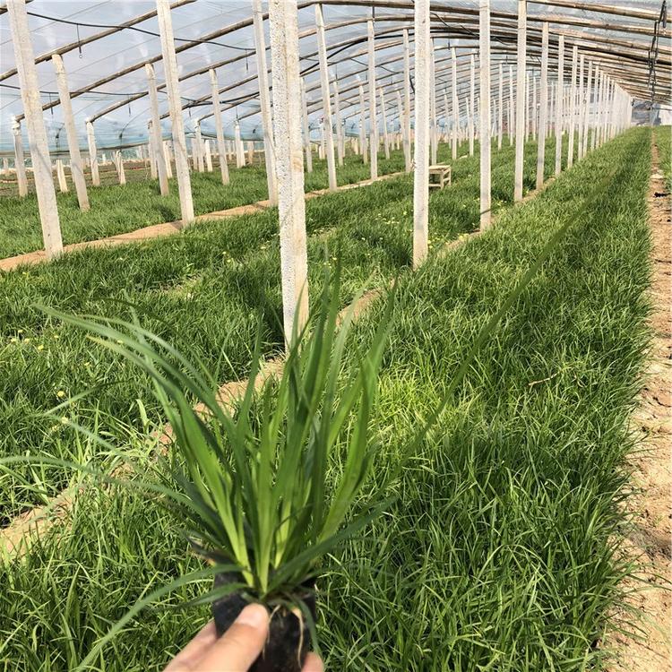 观赏草基地批发 崂峪苔草苗 崂峪苔草价格 基地直售