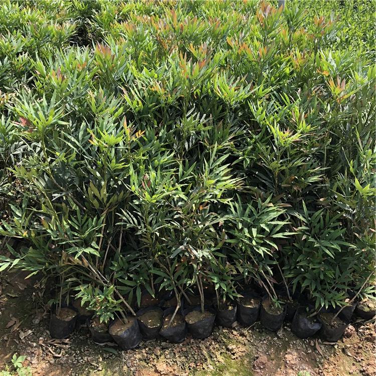 山东南天竹小苗 南天竹种植基地 庭院花卉
