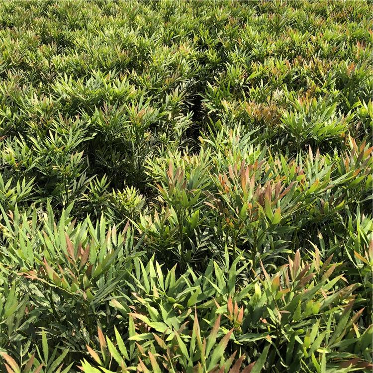 南天竹价格 苗圃供应 山东南天竹小苗