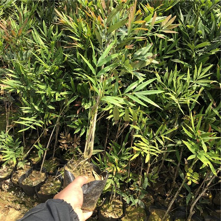南天竹批发 庭院花卉 山东南天竹小苗
