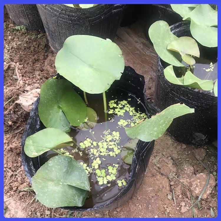 青州水生植物 睡莲苗 睡莲培育基地