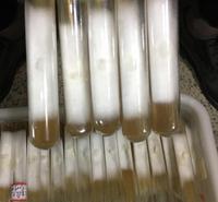 黑皮鸡纵菌菌种菌包菌厂批发价格便宜质量可靠适用于大棚工厂化栽培