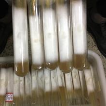 黑皮鸡纵菌菌种菌包菌厂批发价格便宜质量可靠适用于大棚工厂化栽培