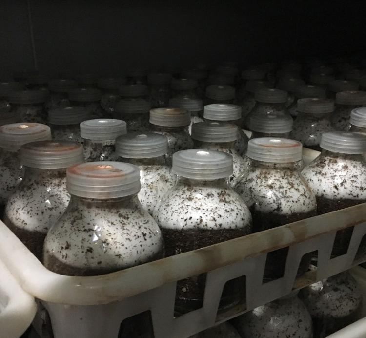 黑皮鸡枞菌种菌包菌厂直供专注食用菌40余年质量可靠价格便宜