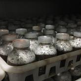黑皮鸡枞菌种菌包菌厂直供专注食用菌40余年质量可靠价格便宜