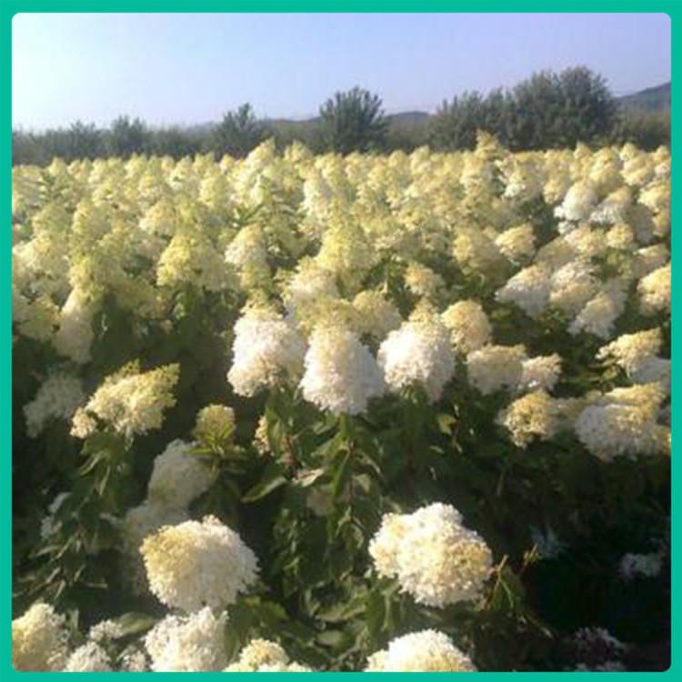 木绣球苗 青州木绣球行情 基地直售