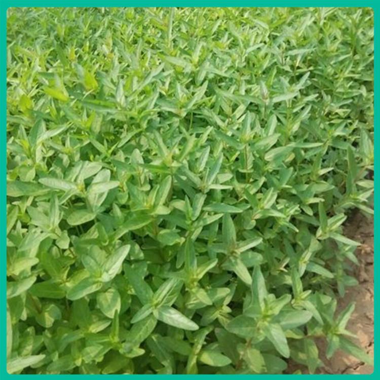 迎春小苗 青州迎春种植基地 基地直销