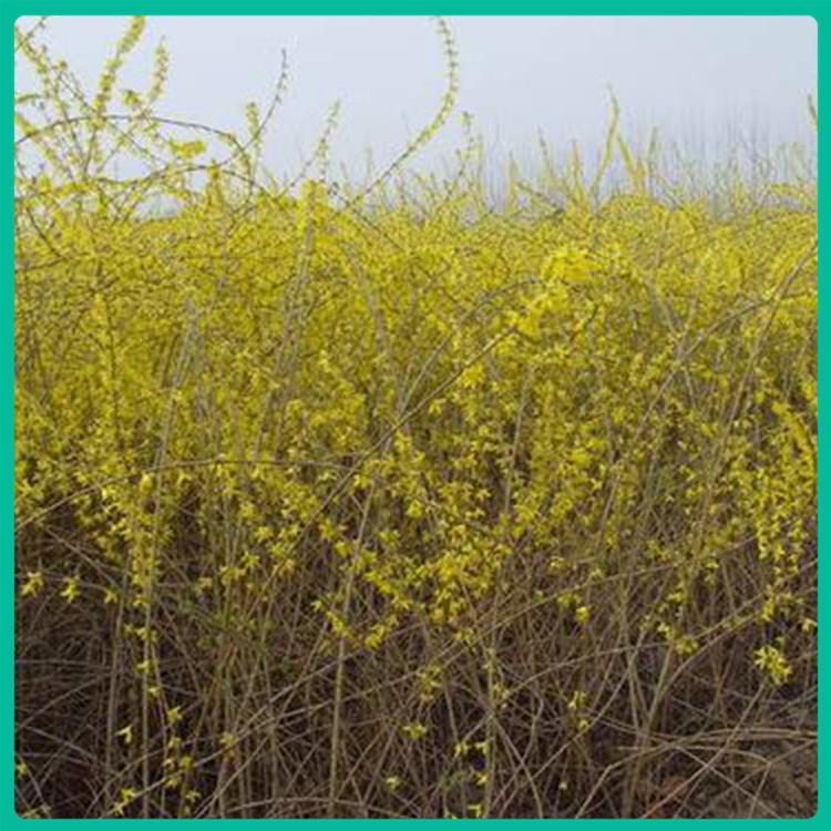 迎春培育 基地直销 山东黄花迎春