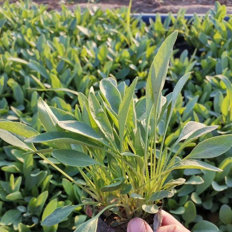 青州金鸡菊基地价格大花金鸡菊价格查询