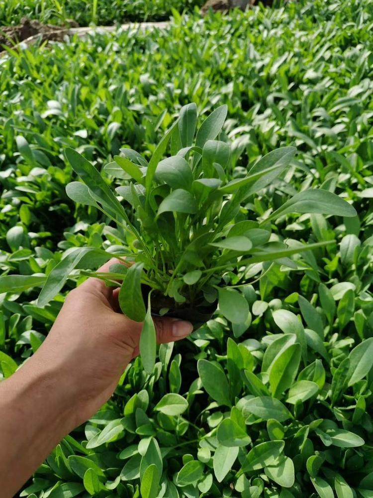 自家苗圃金鸡菊出售金鸡菊小苗价格金鸡菊批发供应
