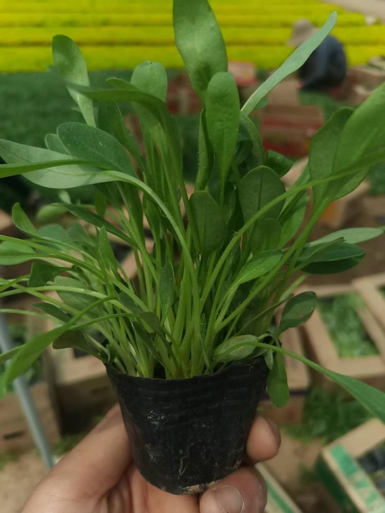金鸡菊批发价格两色金鸡菊价格