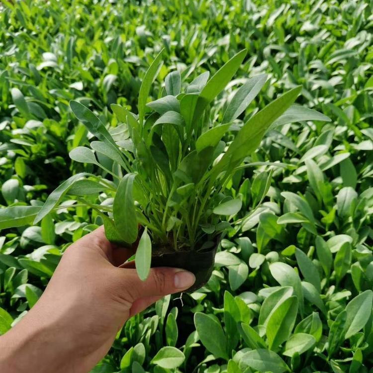 金鸡菊基地价格山东金鸡菊价格