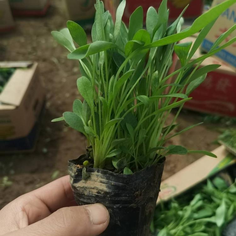 金鸡菊批发小苗金鸡菊价格表
