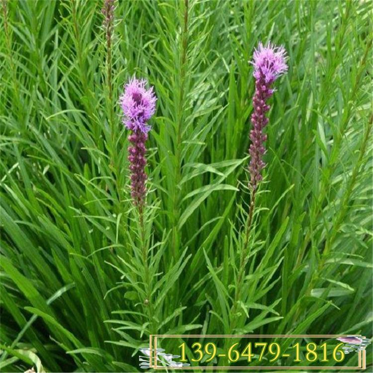 蛇鞭菊花苗品质好 株型好的蛇鞭菊 成品高度80-150公分