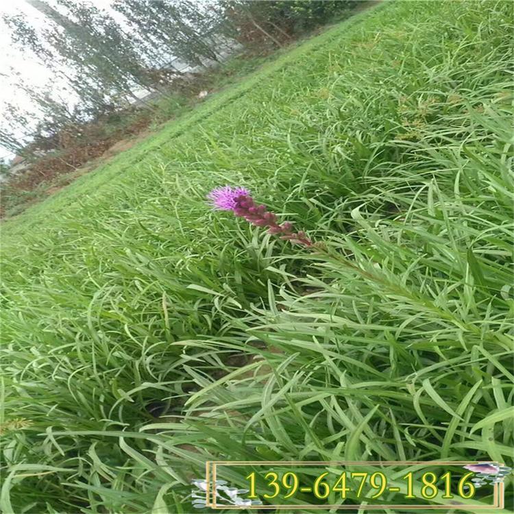 山东蛇鞭菊小苗批发 蛇鞭菊杯苗 蛇鞭菊价格咨询