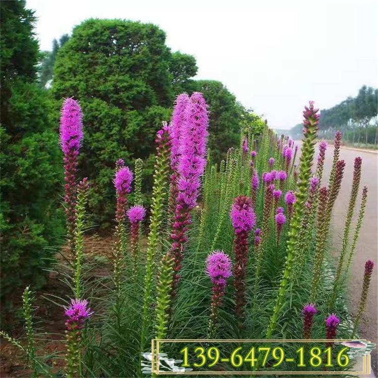 蛇鞭菊小苗优惠价供应 耐水湿穗状花卉 多年生蛇鞭菊