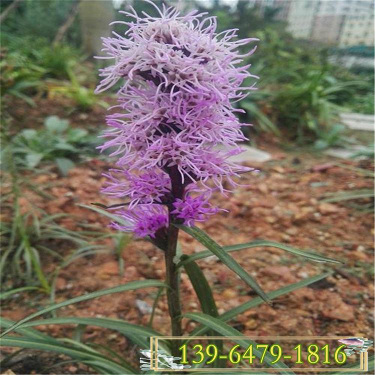 北方多芽蛇鞭菊种苗 宿根花卉蛇鞭菊小苗 多年生蛇鞭菊苗