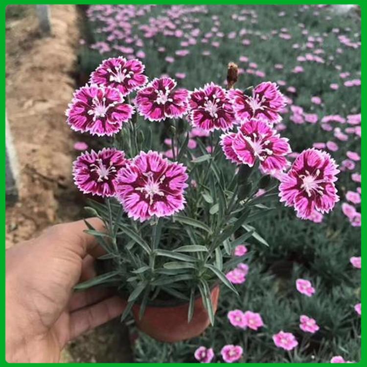 彩虹石竹花海用苗 彩虹石竹 彩虹石竹培育基地