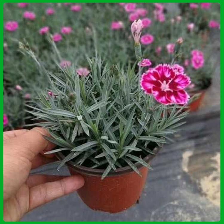 彩虹石竹 彩虹石竹花海用苗 青州彩虹石竹销售