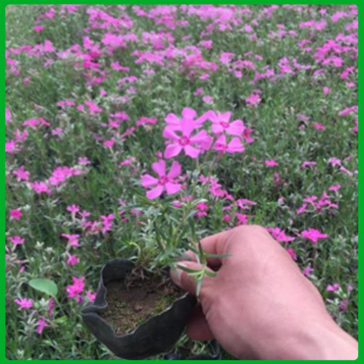 基地直销 福禄考小苗 草花种植基地